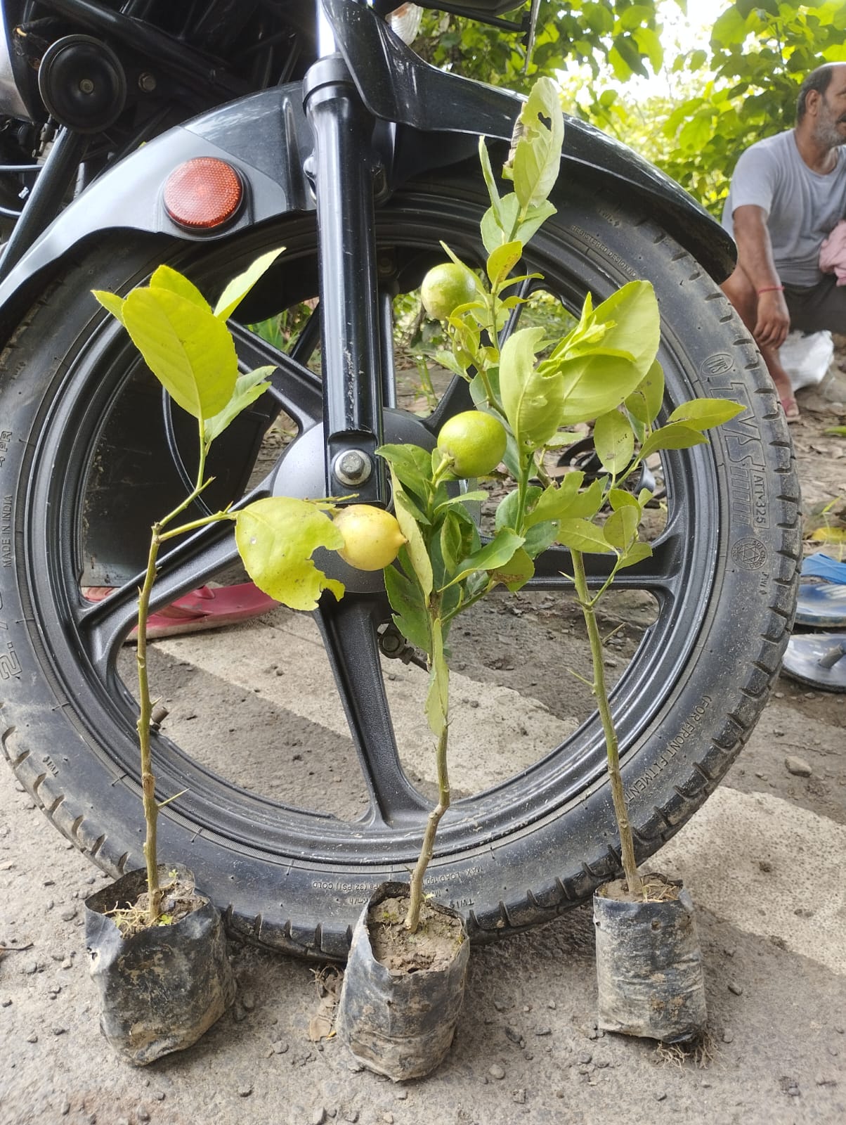 best Plant in Aropur Nursery