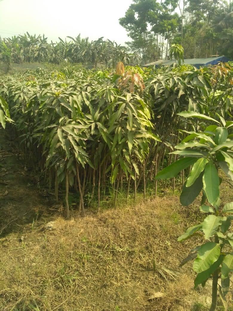 Alapur Best Nursery