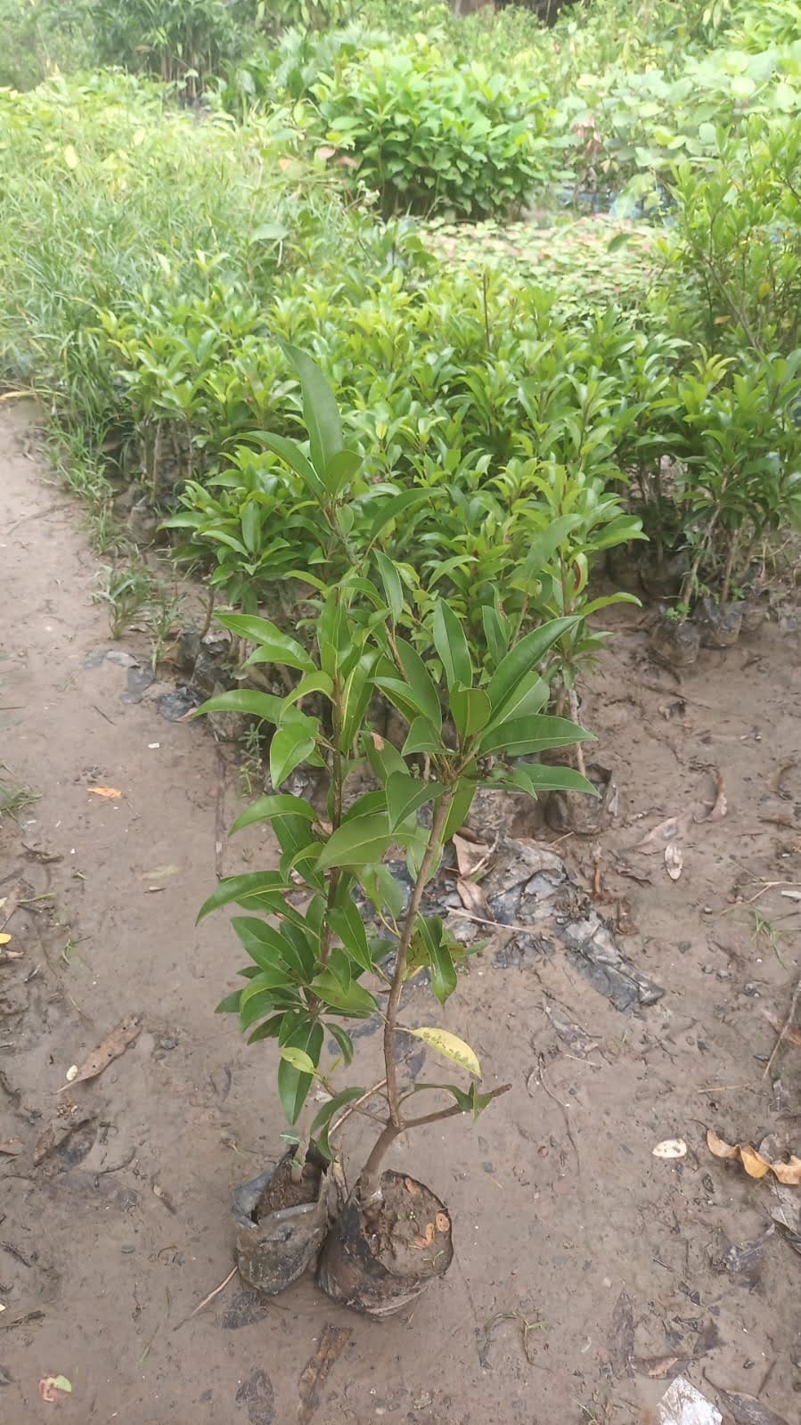 Plant Hole seller in india, Ambedkar nagar