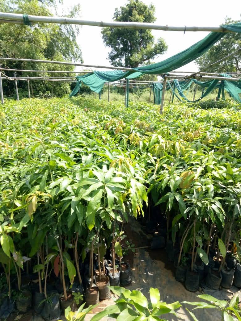 Best Nursery Plant in India